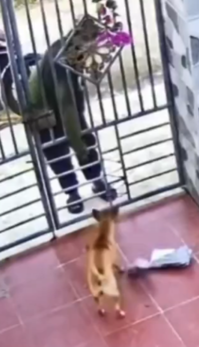 cachorro moto